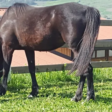 Allevamento Farm stay