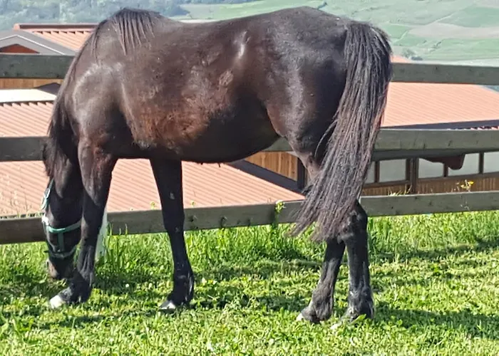 Allevamento Çiftlik konaklama